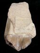 Oreodont (Merycoidodon) Jaw Section - South Dakota #10532-1